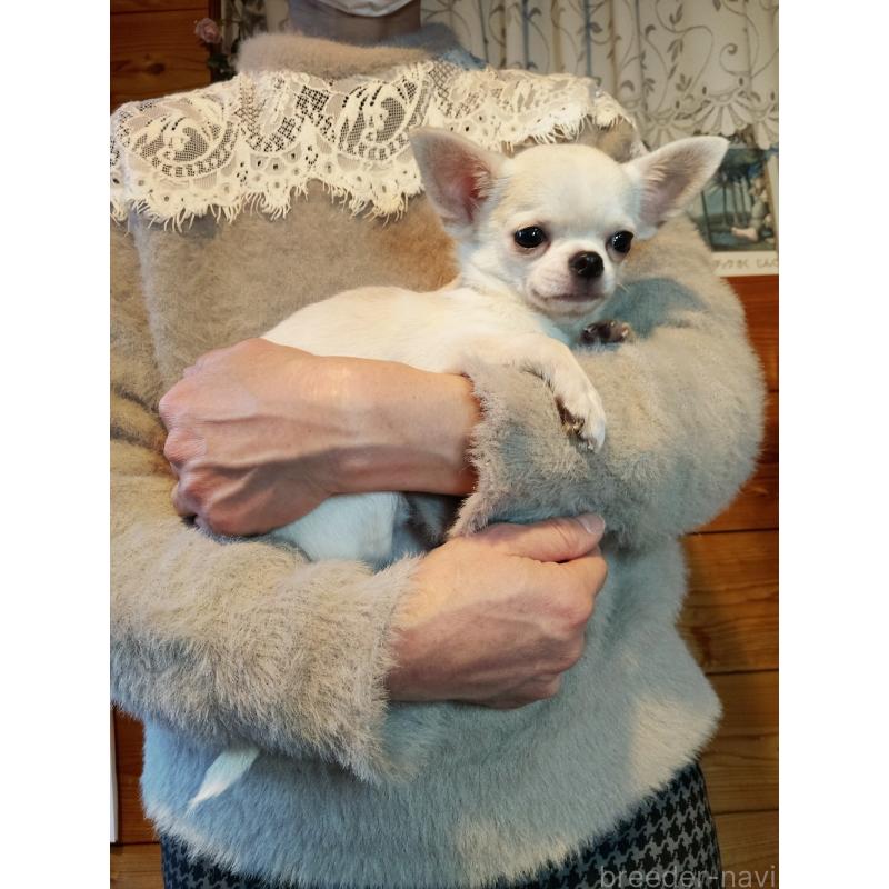 販売中の愛知県のチワワ(スムースコート)-416146の4枚目