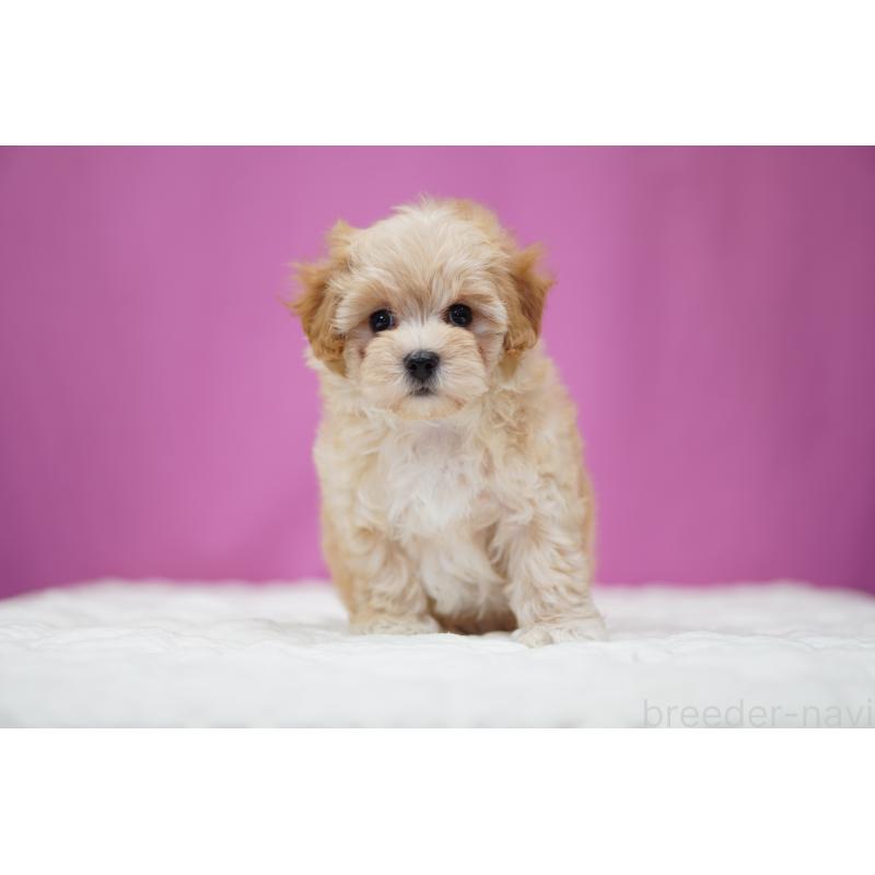 成約済の埼玉県のマルプー:マルチーズ×トイプードル-443930の7枚目