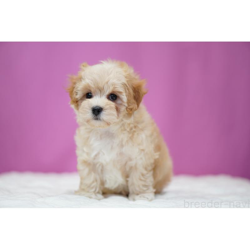 成約済の埼玉県のマルプー:マルチーズ×トイプードル-443930の6枚目