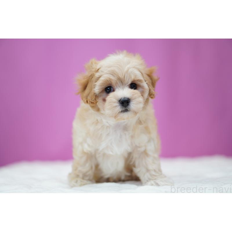 成約済の埼玉県のマルプー:マルチーズ×トイプードル-443930の5枚目