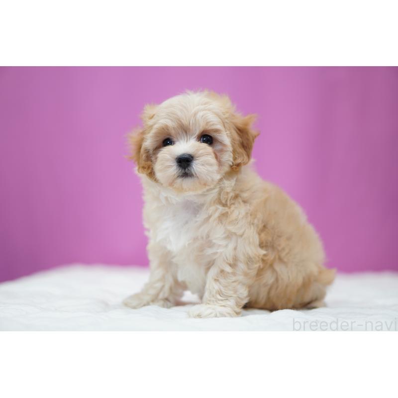 成約済の埼玉県のマルプー:マルチーズ×トイプードル-443930の4枚目