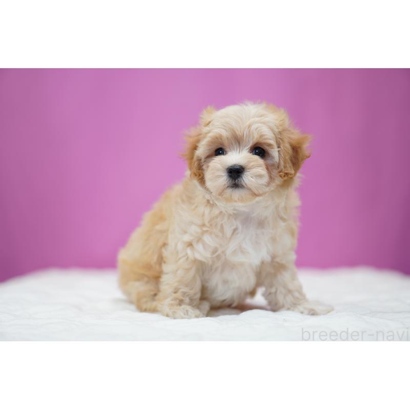 成約済の埼玉県のマルプー:マルチーズ×トイプードル-443930の3枚目