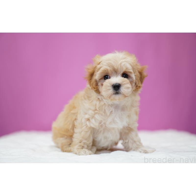 成約済の埼玉県のマルプー:マルチーズ×トイプードル-443930の2枚目