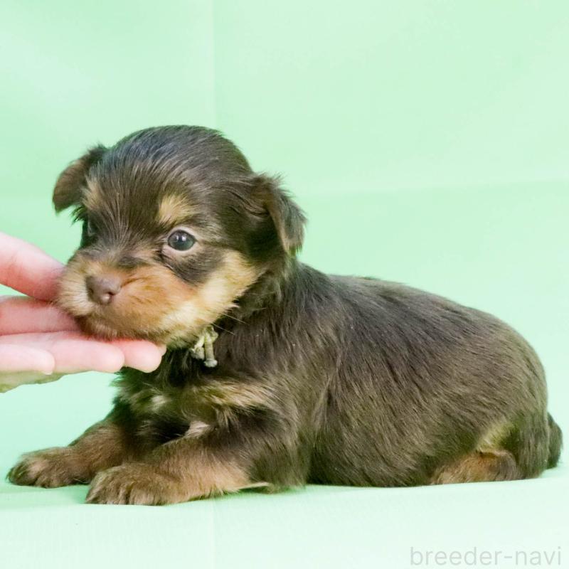 成約済の愛知県のヨークシャーテリア-444258の8枚目