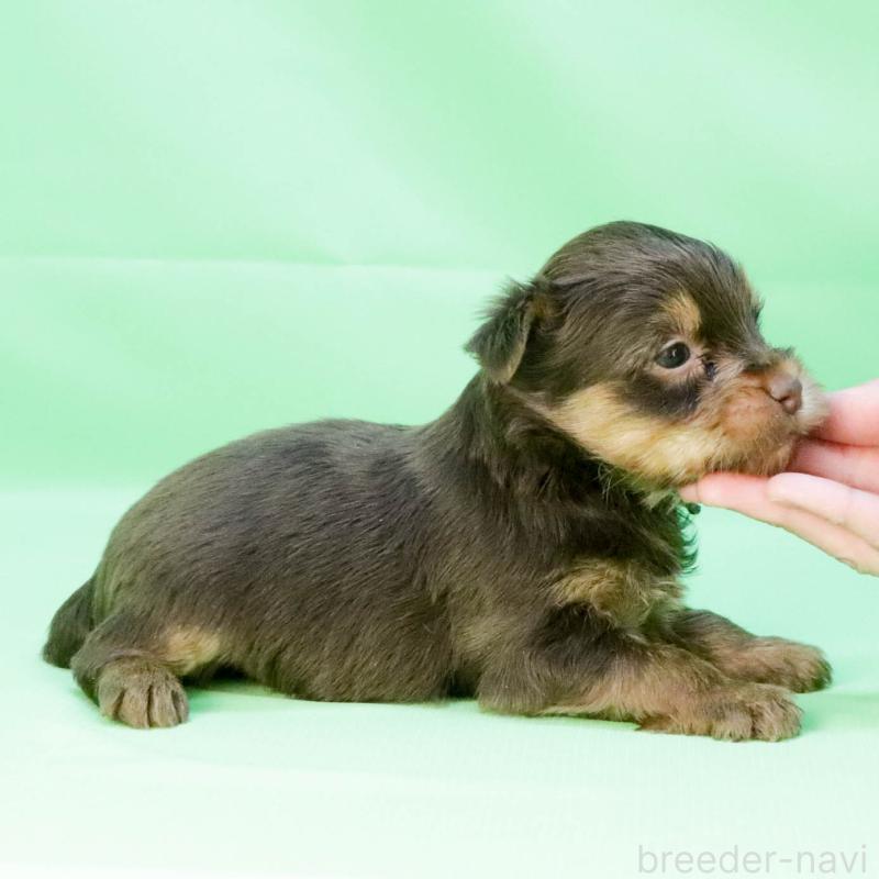成約済の愛知県のヨークシャーテリア-444258の7枚目
