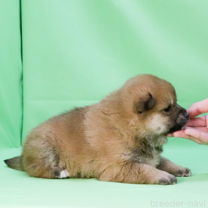 成約済の愛知県の柴犬-445472の3枚目