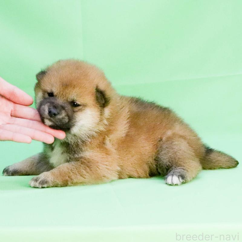 成約済の愛知県の柴犬-445472の2枚目