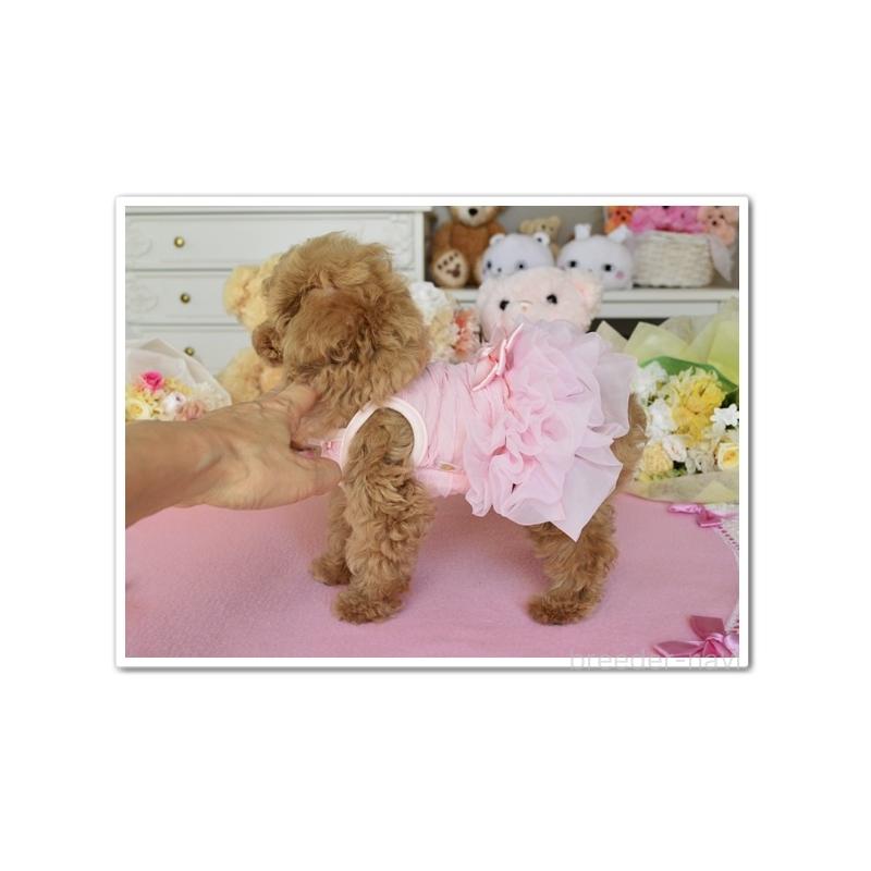 成約済の岩手県のティーカッププードル-446727の6枚目