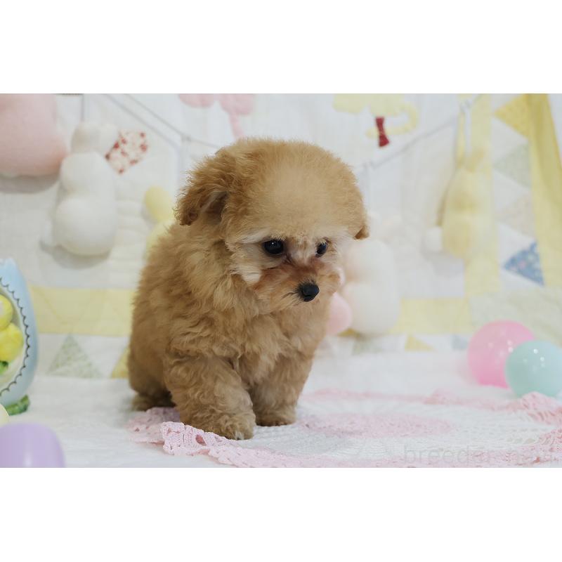 販売中の京都府のタイニープードル-436676の68枚目