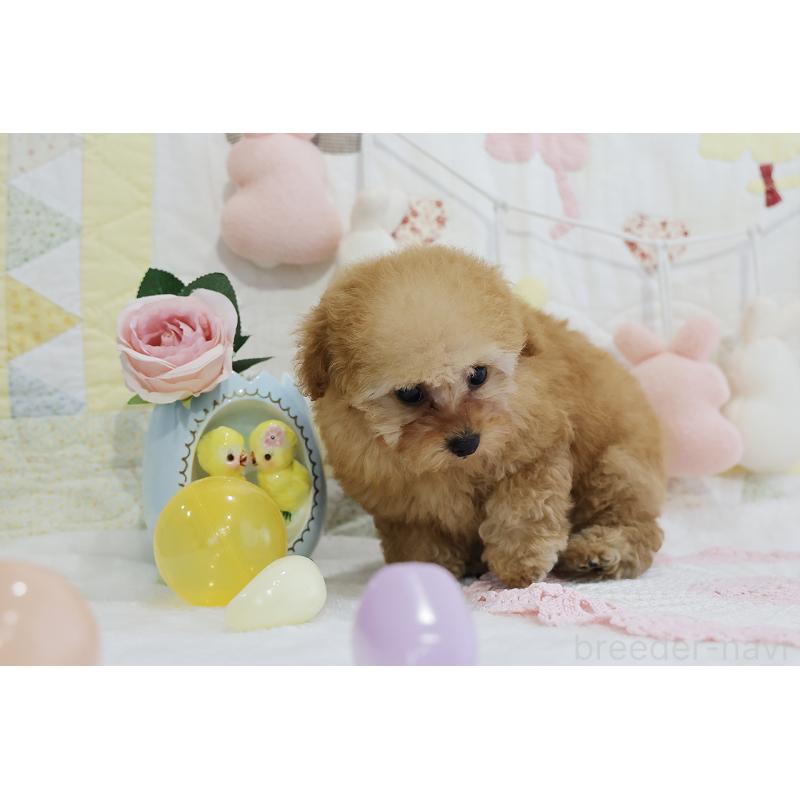 販売中の京都府のタイニープードル-436676の67枚目