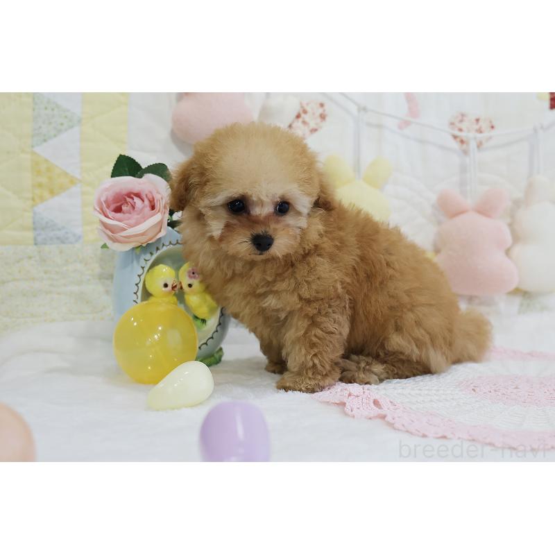 販売中の京都府のタイニープードル-436676の66枚目