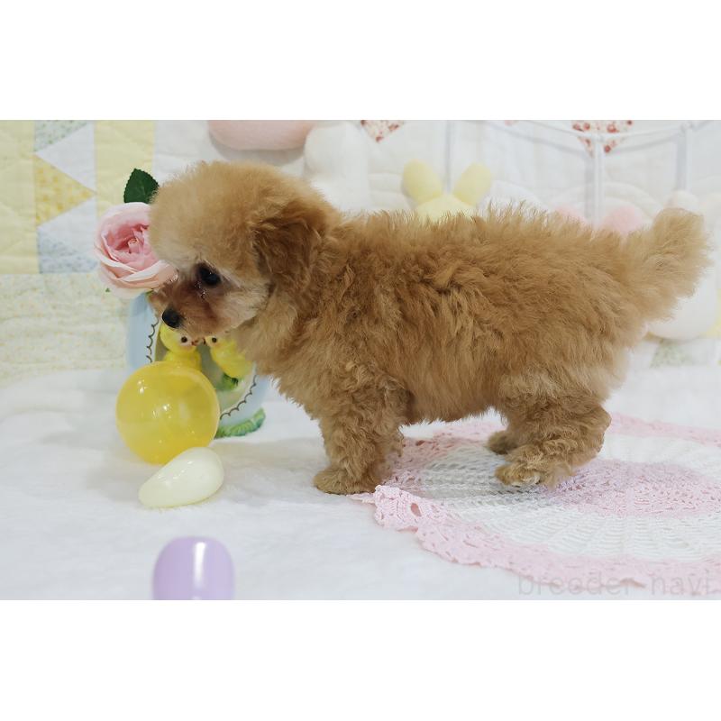 販売中の京都府のタイニープードル-436676の65枚目