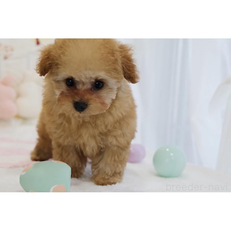 販売中の京都府のタイニープードル-436676の64枚目