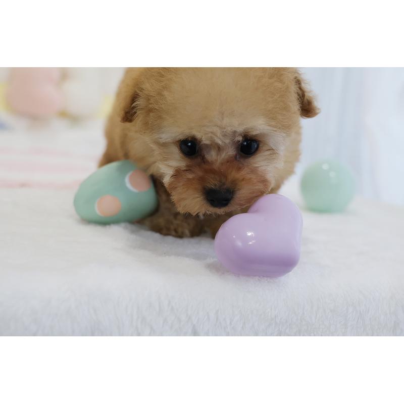 販売中の京都府のタイニープードル-436676の63枚目