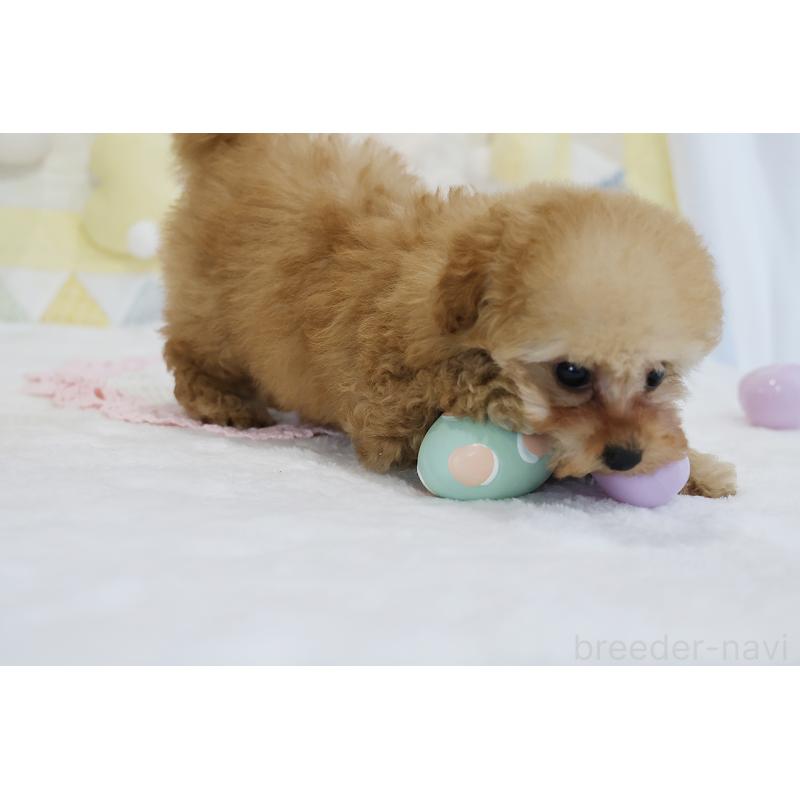 販売中の京都府のタイニープードル-436676の62枚目