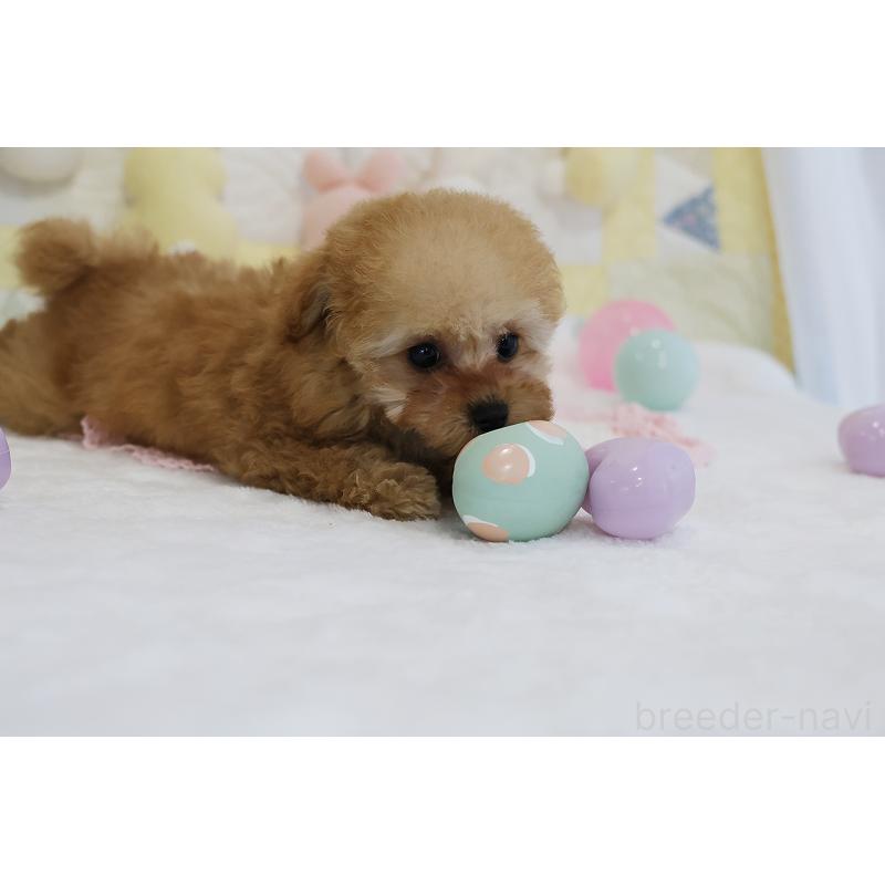 販売中の京都府のタイニープードル-436676の61枚目