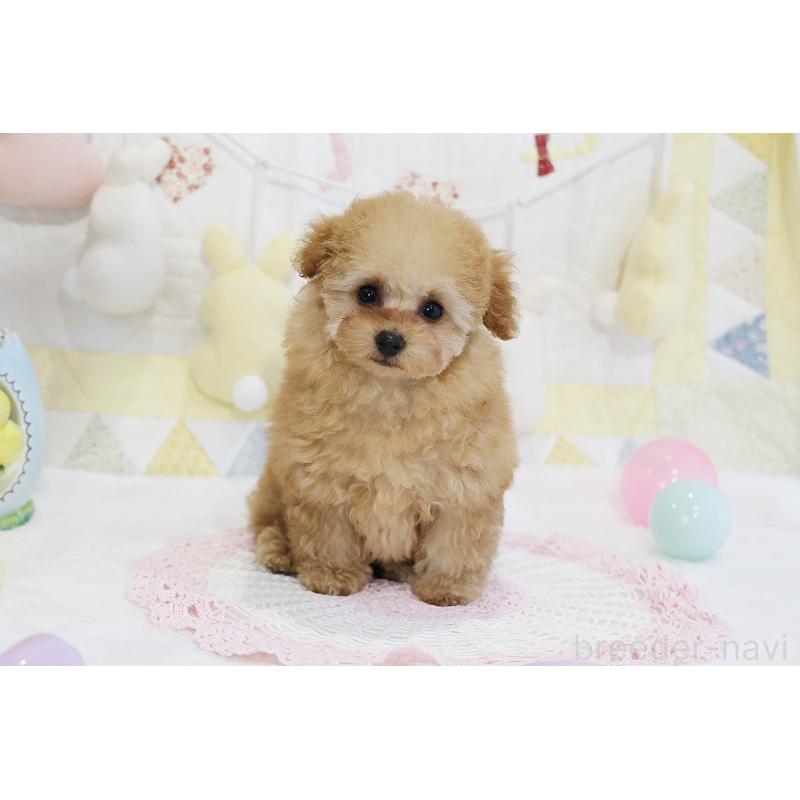 販売中の京都府のタイニープードル-436676の60枚目