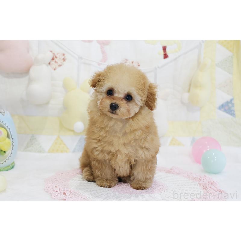 販売中の京都府のタイニープードル-436676の58枚目