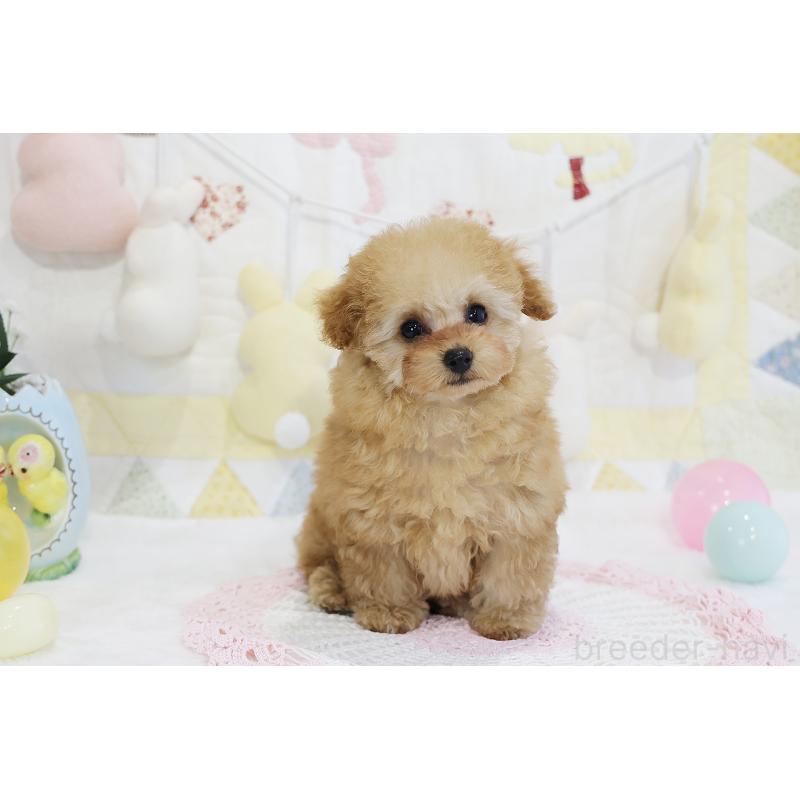 販売中の京都府のタイニープードル-436676の59枚目