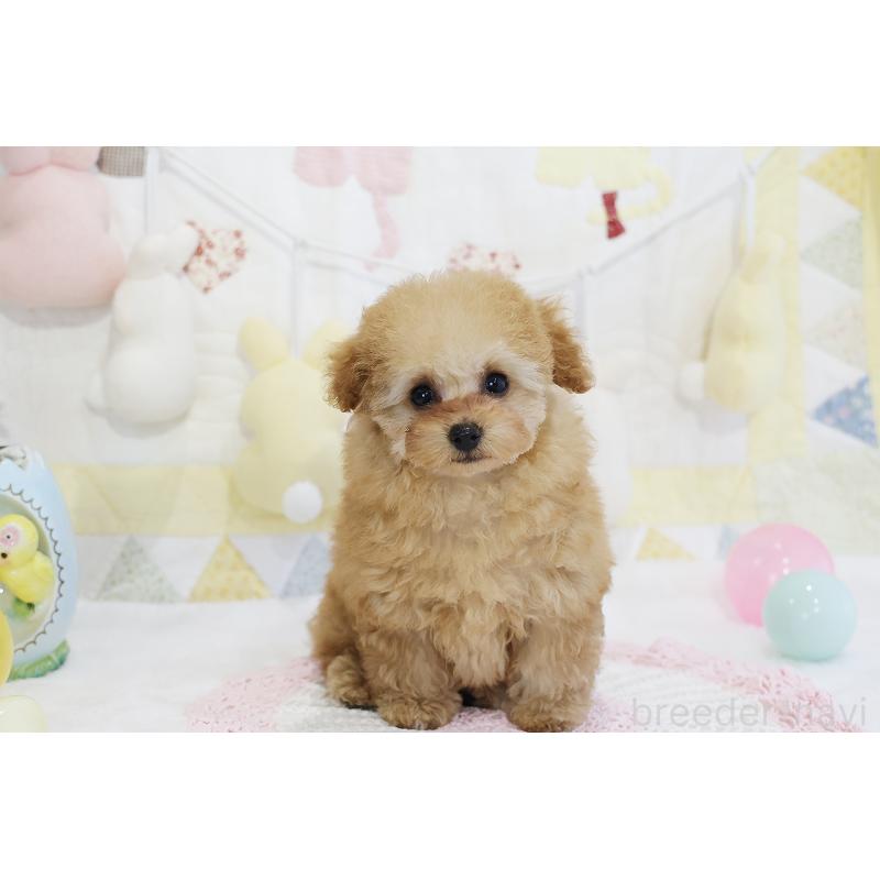 販売中の京都府のタイニープードル-436676の57枚目