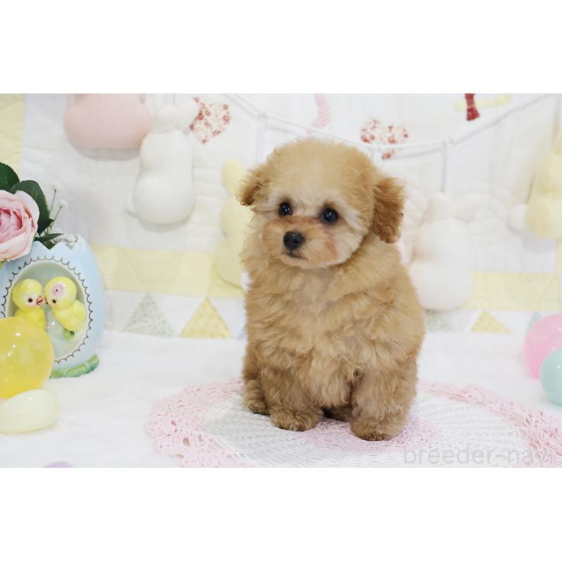 販売中の京都府のタイニープードル-436676の56枚目