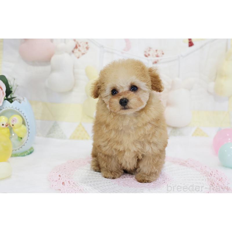 販売中の京都府のタイニープードル-436676の54枚目