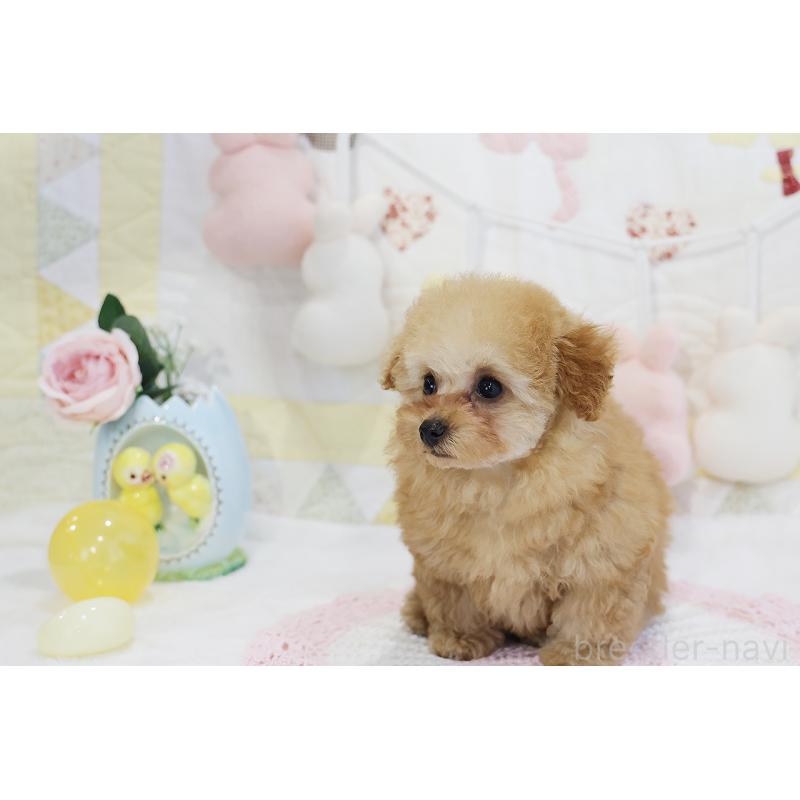 販売中の京都府のタイニープードル-436676の55枚目