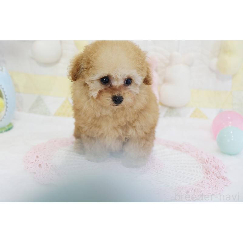 販売中の京都府のタイニープードル-436676の53枚目
