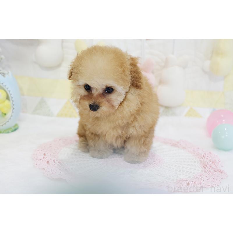 販売中の京都府のタイニープードル-436676の52枚目