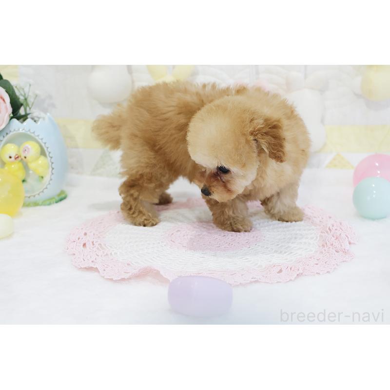 販売中の京都府のタイニープードル-436676の51枚目