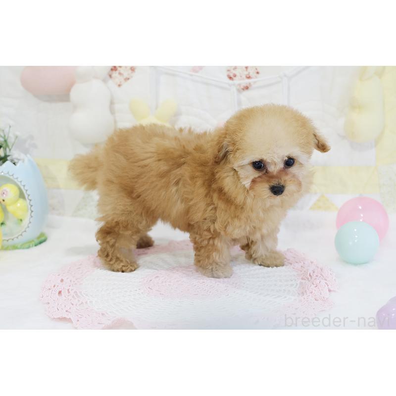 販売中の京都府のタイニープードル-436676の50枚目