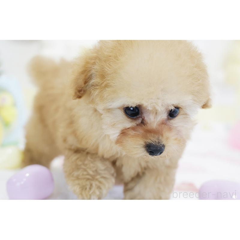 販売中の京都府のタイニープードル-436676の49枚目