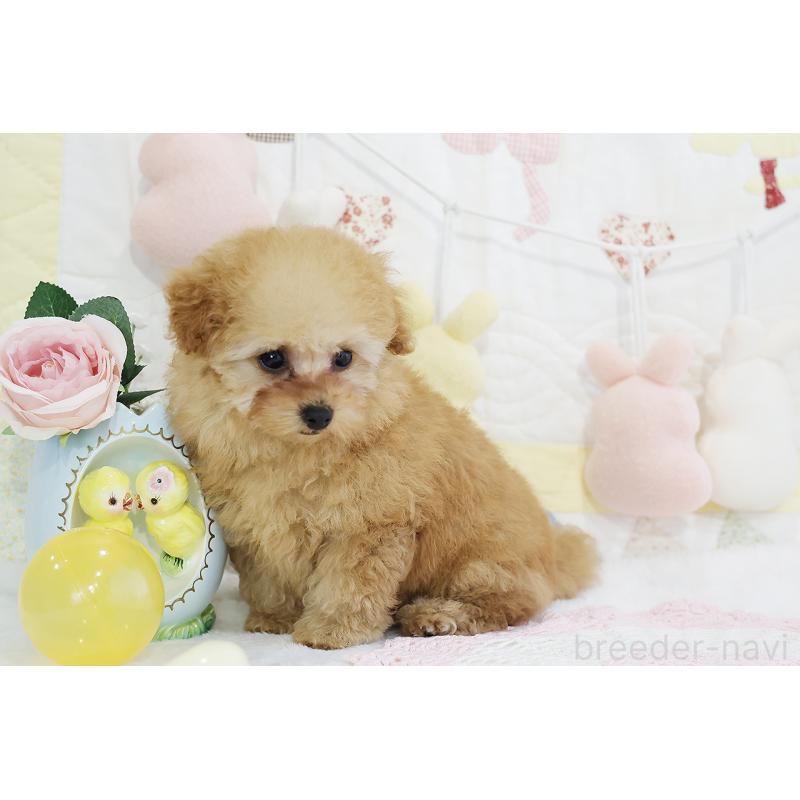 販売中の京都府のタイニープードル-436676の48枚目