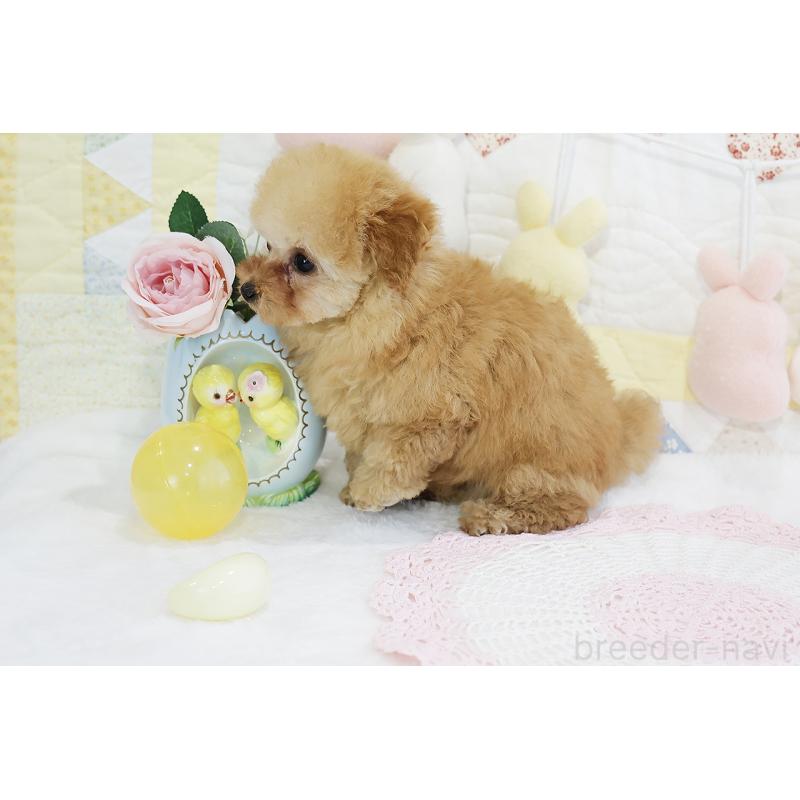 販売中の京都府のタイニープードル-436676の47枚目