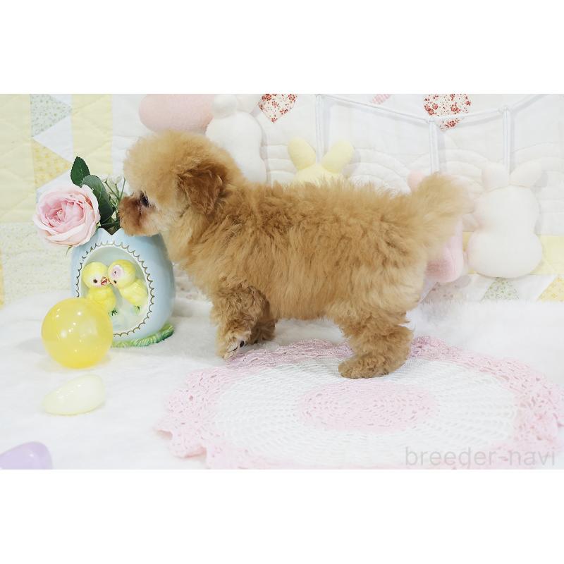 販売中の京都府のタイニープードル-436676の46枚目