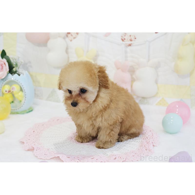 販売中の京都府のタイニープードル-436676の45枚目