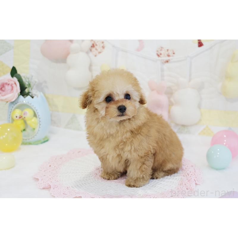 販売中の京都府のタイニープードル-436676の44枚目