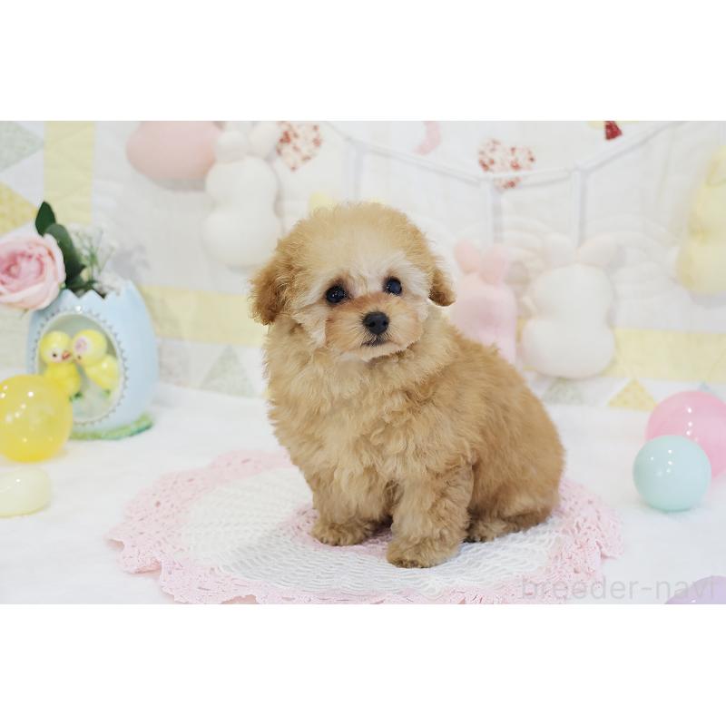 販売中の京都府のタイニープードル-436676の43枚目