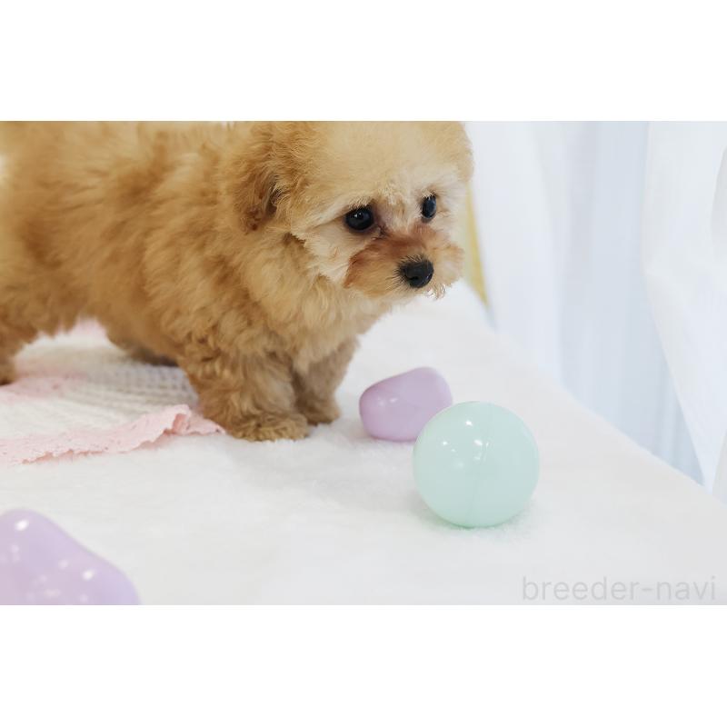 販売中の京都府のタイニープードル-436676の42枚目