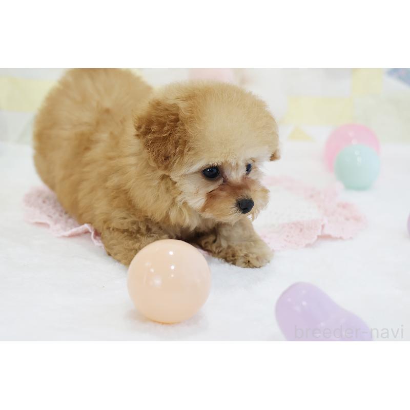 販売中の京都府のタイニープードル-436676の41枚目