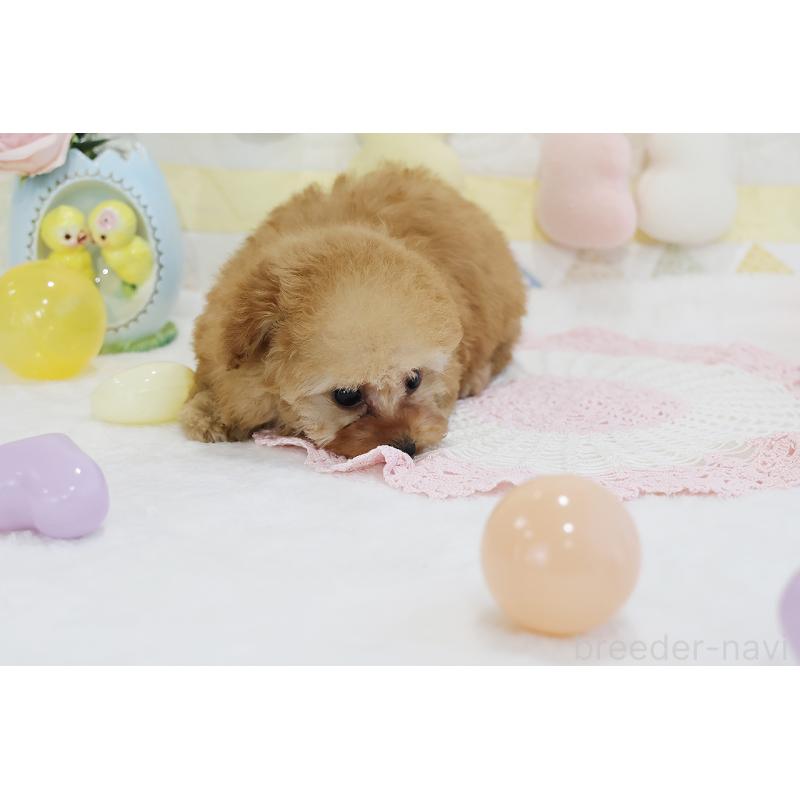 販売中の京都府のタイニープードル-436676の40枚目