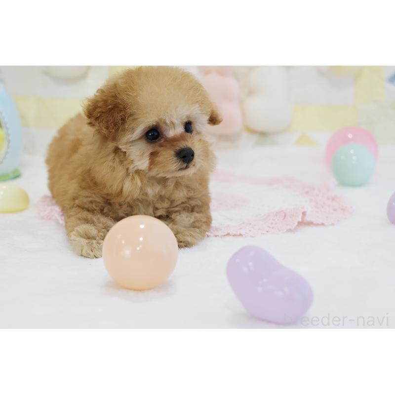 販売中の京都府のタイニープードル-436676の39枚目