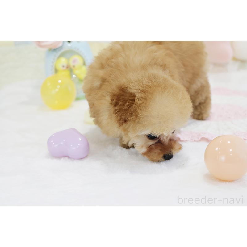 販売中の京都府のタイニープードル-436676の37枚目