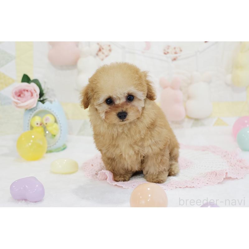 販売中の京都府のタイニープードル-436676の38枚目