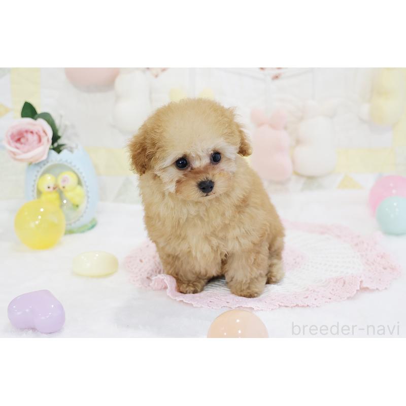 販売中の京都府のタイニープードル-436676の36枚目