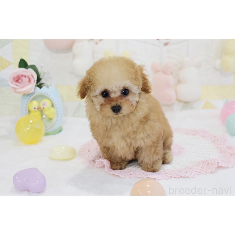 販売中の京都府のタイニープードル-436676の35枚目