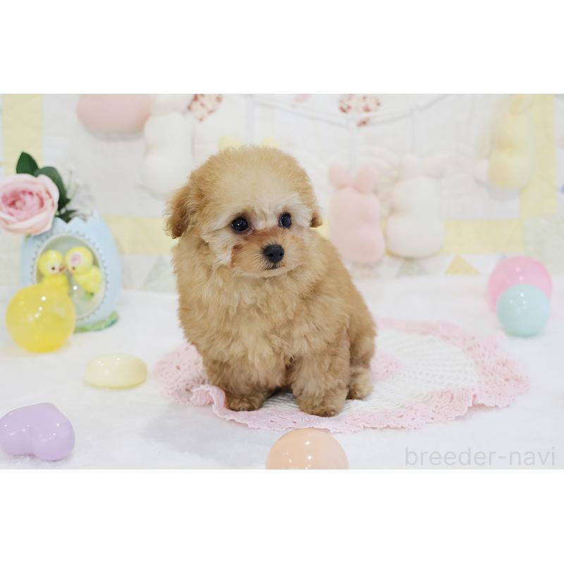 販売中の京都府のタイニープードル-436676の34枚目