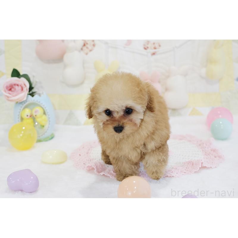 販売中の京都府のタイニープードル-436676の33枚目