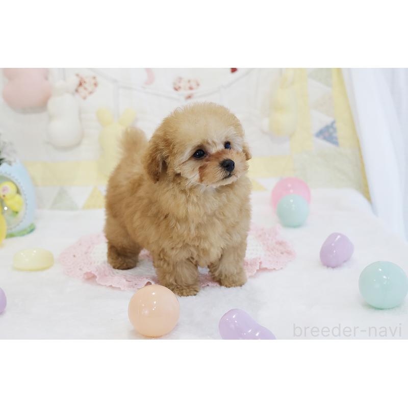 販売中の京都府のタイニープードル-436676の32枚目