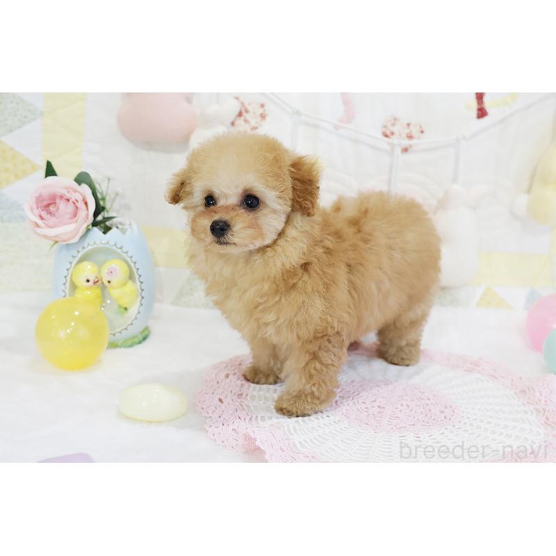 販売中の京都府のタイニープードル-436676の31枚目